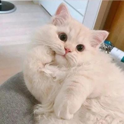 Lê Mỹ Lệ